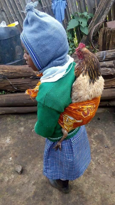 people-boy-chicken.jpg