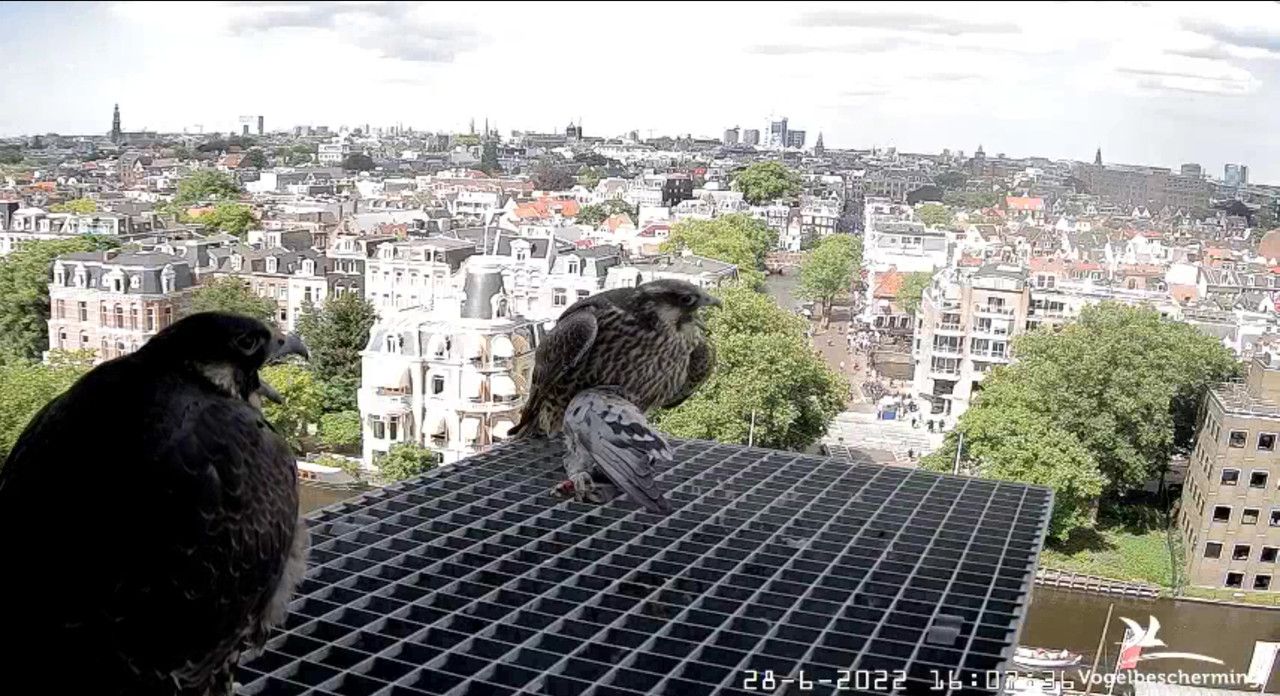 amsterdam - Amsterdam/Rijksmuseum screenshots © Beleef de Lente/Vogelbescherming Nederland - Pagina 34 Video-2022-06-28-161821-Moment