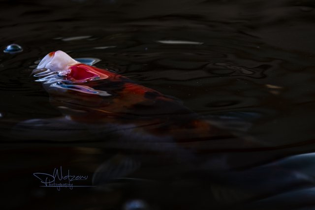 WBC_9549-sml