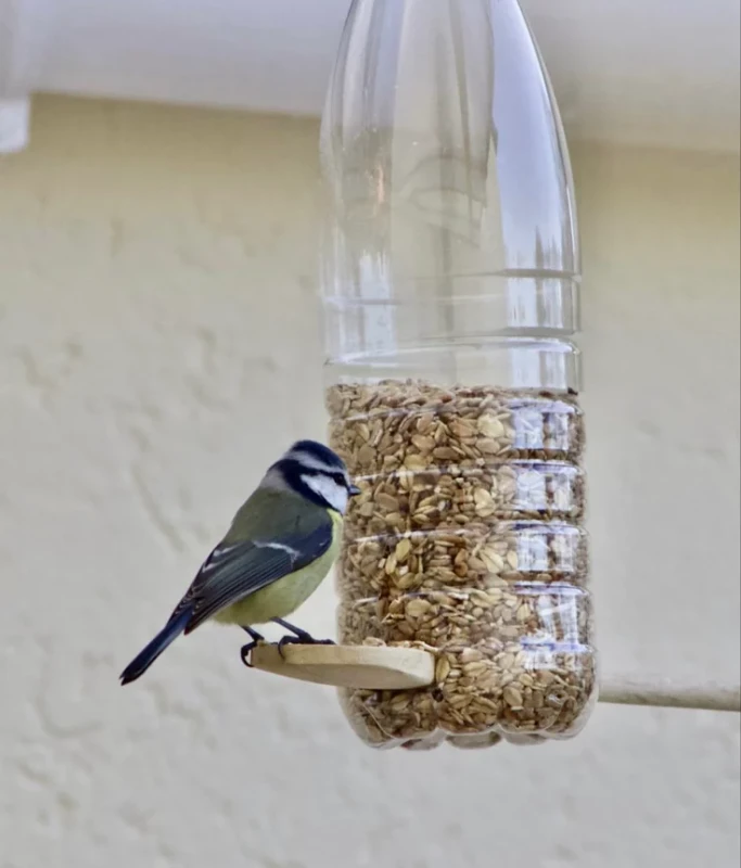 A black-capped chickadee
