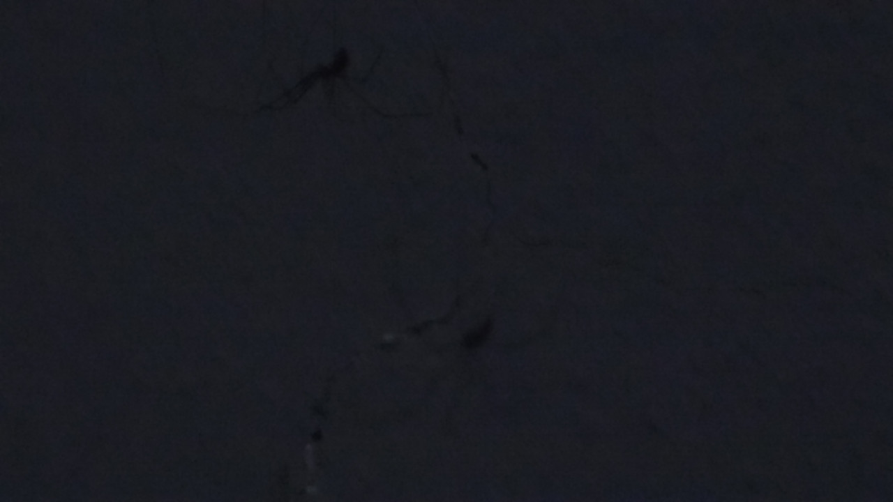 5.3.cool bugs III (daddy longlegs I)