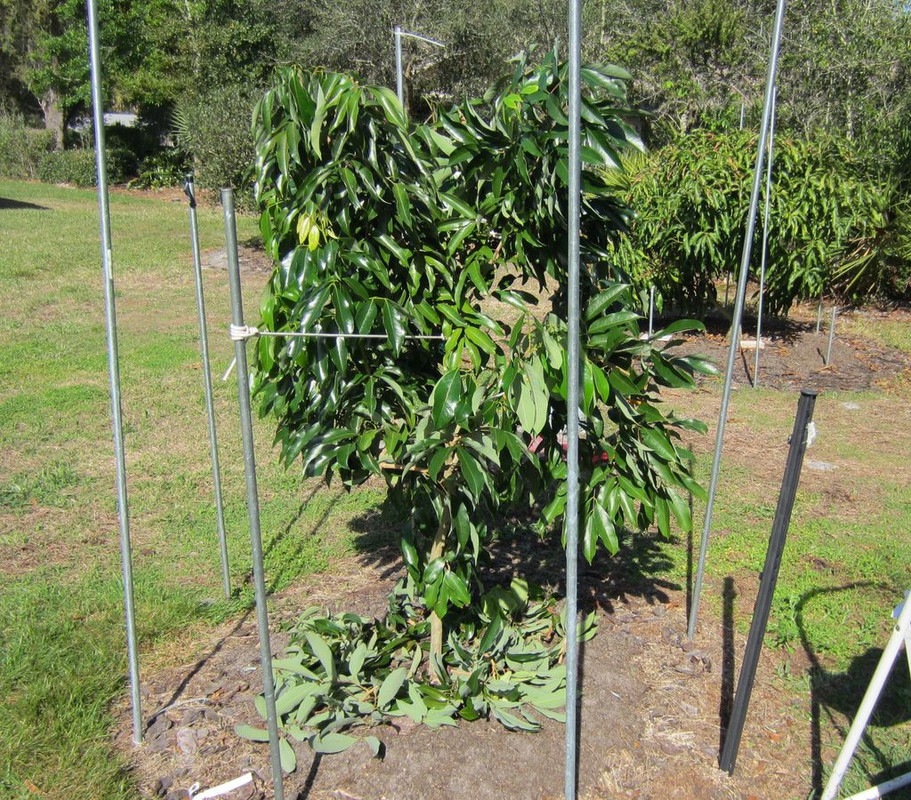 Mauratius lychee enclosure  2-20-12 002