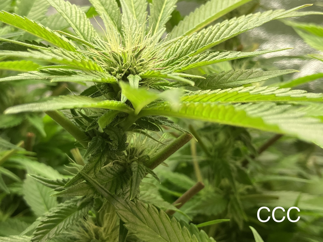 IMG_1644 (Mayo 27  2023)