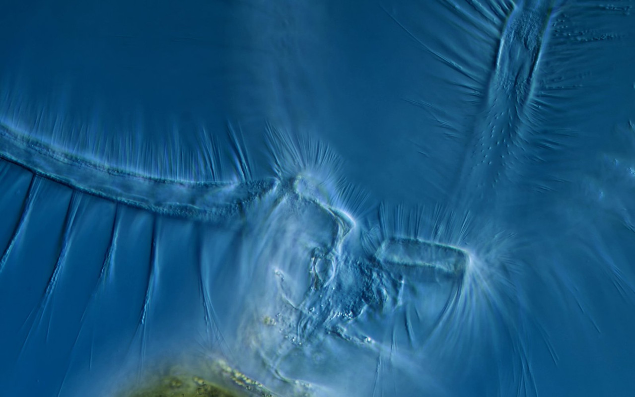 Stephanoceros 20 fimbriatus Fransenkrone Wimpern-Büschel DIK 40-Z7