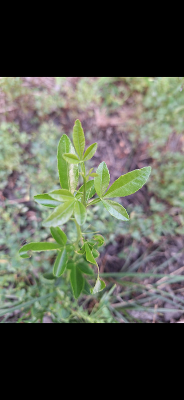 leaves 1