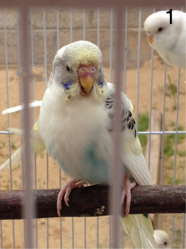 صورة