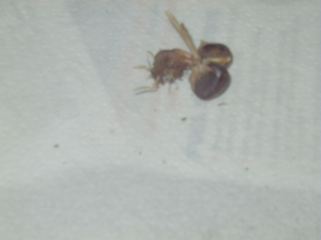 another nut graft into sprouted nut  whose shoot rooted