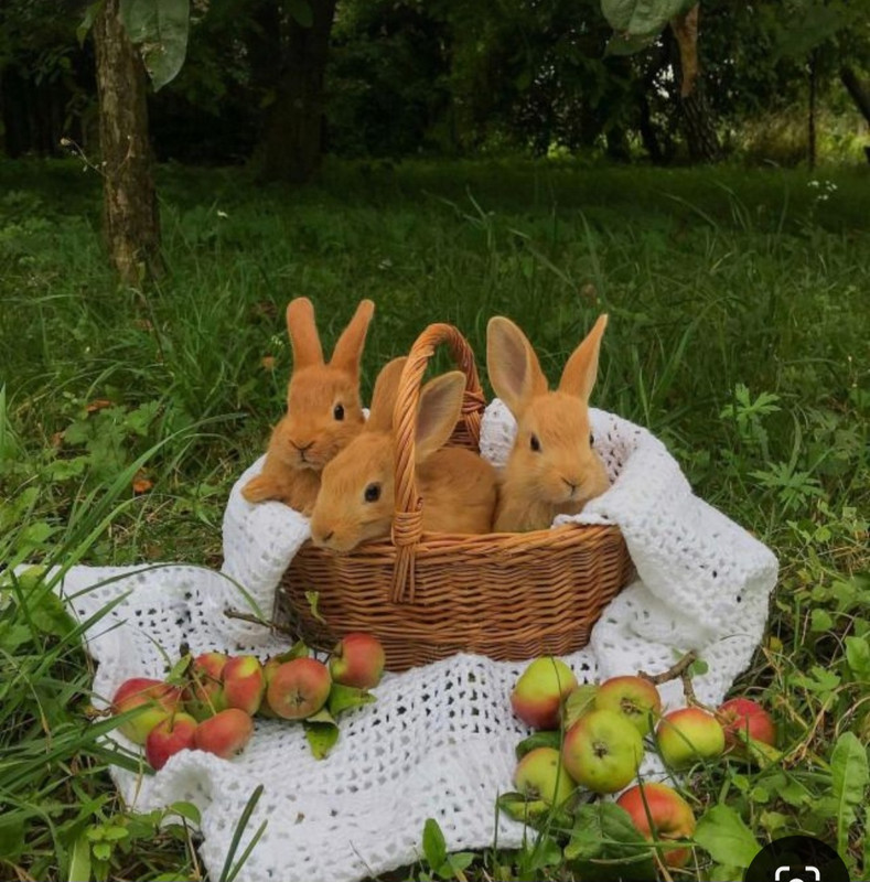 Screenshot_20240604_153438_Pinterest