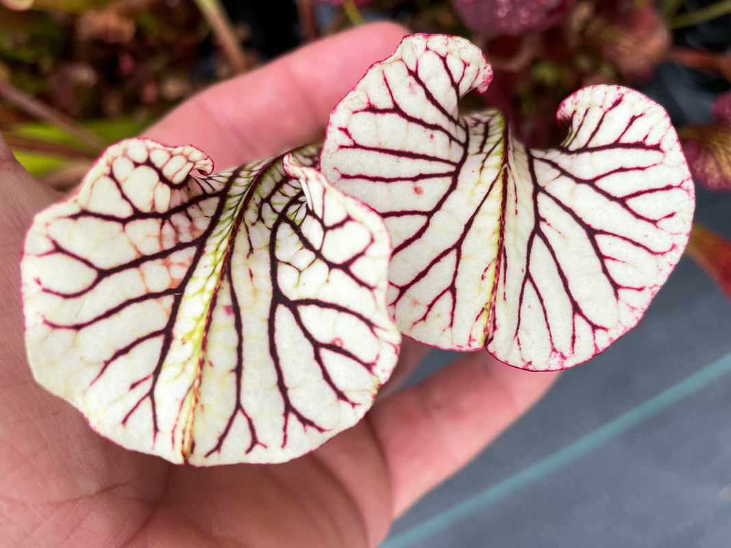 3F5761E3-4CB9-49A2-B204-917C958D496E