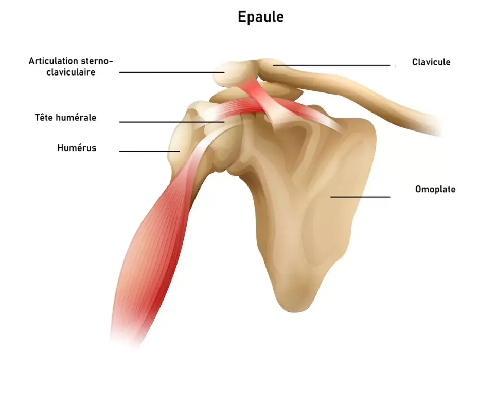 Articulations de la Ceinture Scapulaire