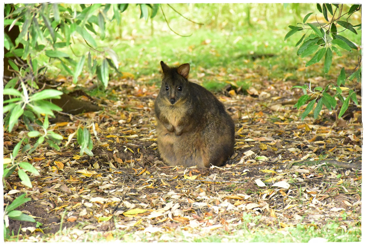 Australia (II): Recorriendo Tasmania - Blogs of Australia - Maria Island National Park (13)