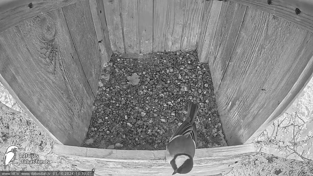 Lauku piekūns Skrīveru apkārtnē 11-46-52 screenshot