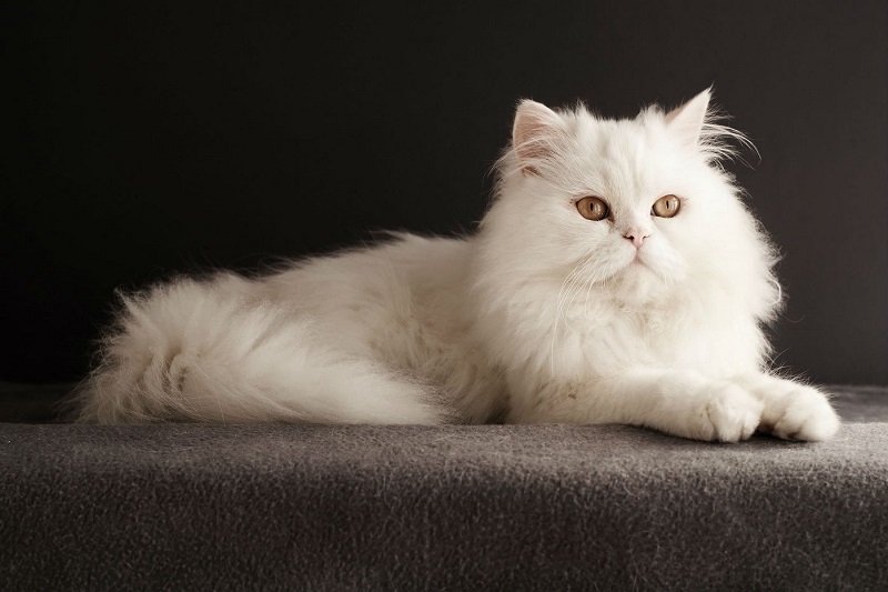 buy Persian cat