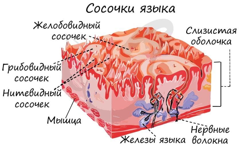 Секреты самого гибкого органа человеческого тела - интересные факты о языке Секреты самого гибкого органа человеческого тела - интересные факты о языке