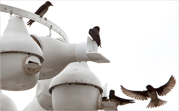 Purple Martin Bird Houses