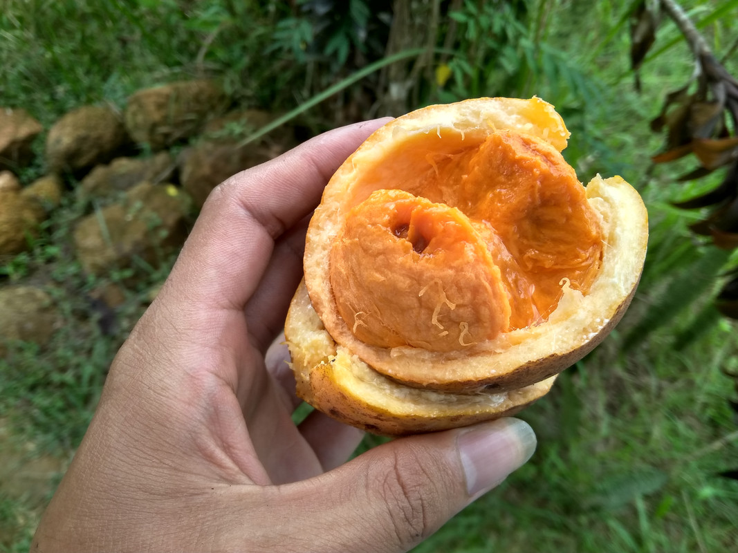 Buah Dango