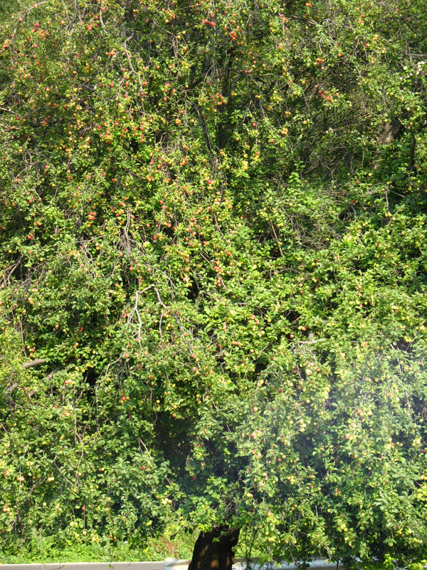 ADP System - Zelezniza 2009 (33)