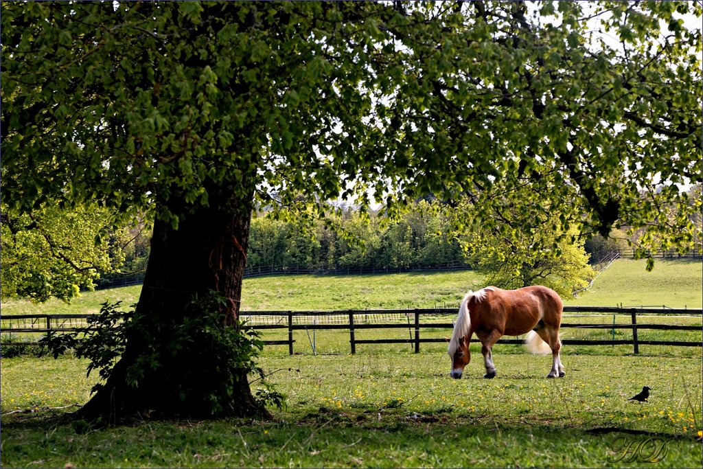 Animal-horse-in-paddock-HD.jpg