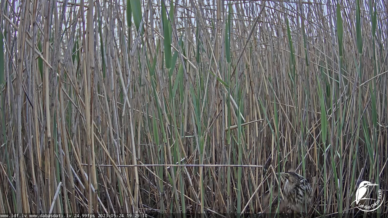 Lielais dumpis (Botaurus stellaris) Engurē - LDF tiešraide 10-48-25 screenshot