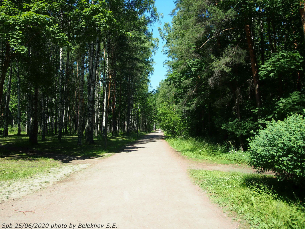 Питер, парк, Сосновка