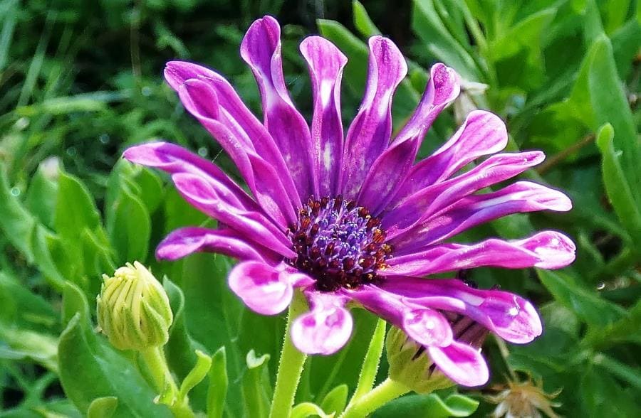 Osteospermum: цветок, танцующий за солнцем и меняющий оттенки за ночь Osteospermum: цветок, танцующий за солнцем и меняющий оттенки за ночь