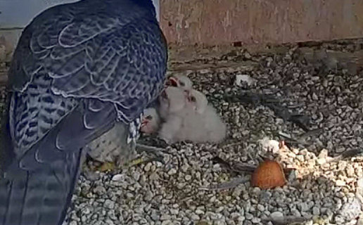 Fort Wayne falcon cam - Pagina 2 Przechwytywanie-w-trybie-pe-noekranowym-21-04-2024-184703