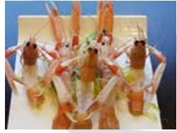 B8 Sashimi di scampo - 2 pezzi