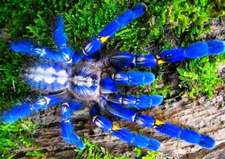 Интересные факты про Poecilotheria metallica - синий драгоценный паук Интересные факты про Poecilotheria metallica - синий драгоценный паук