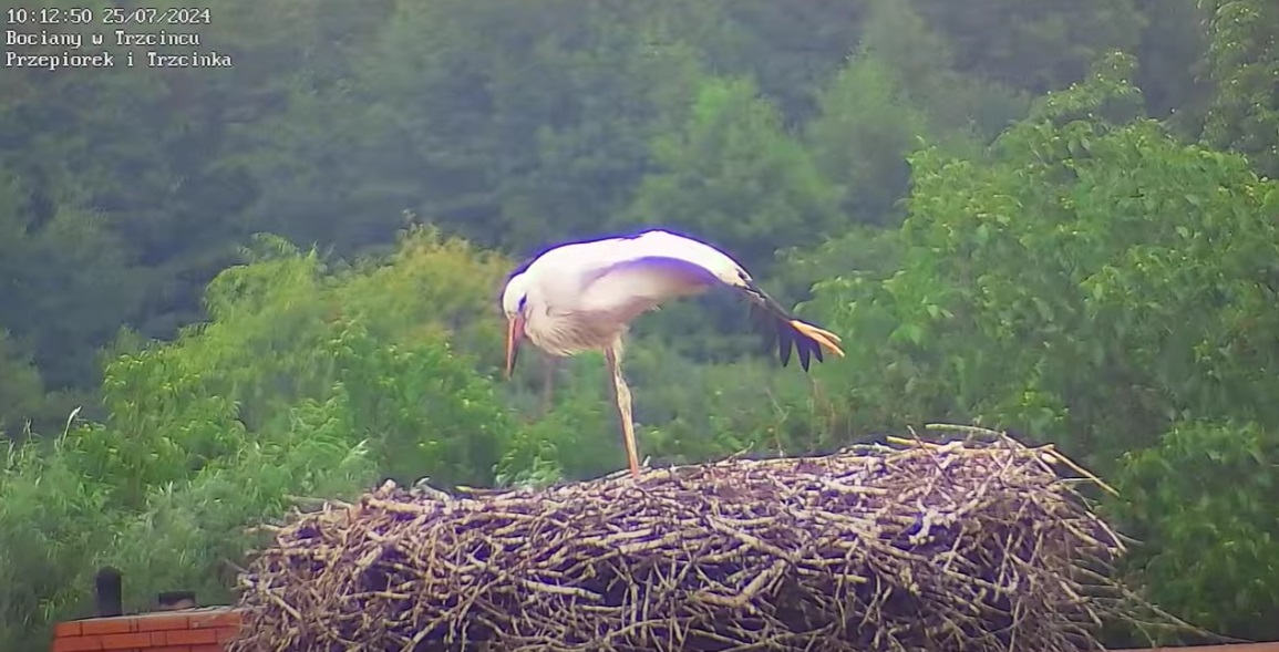 jogabotrzasierozprostowac