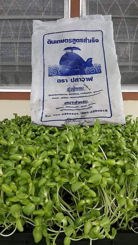 ดินปลูก_๒๐๐๙๒๕_11