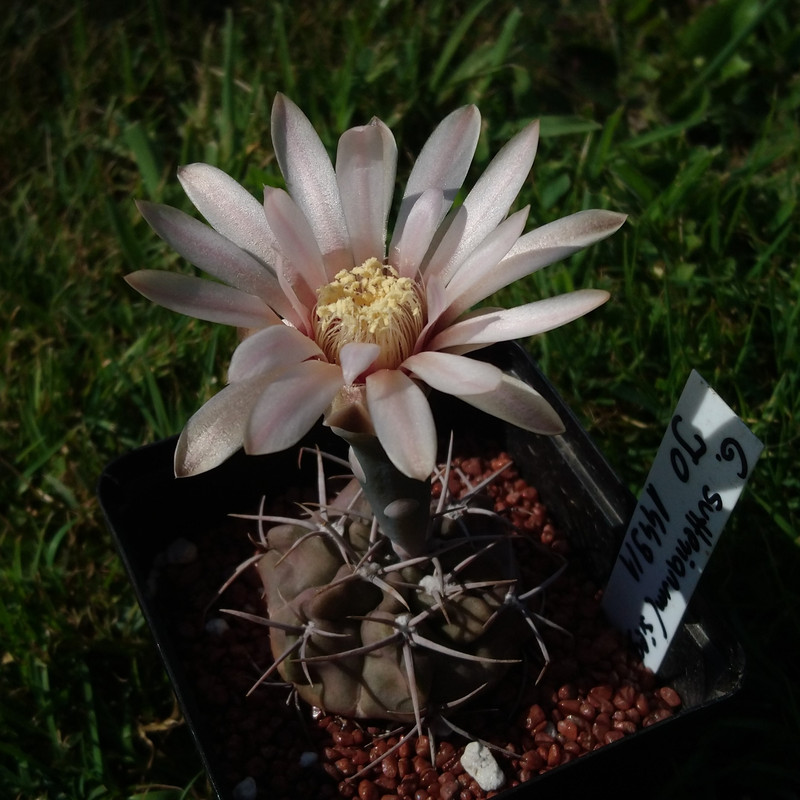 Gymnocalycium sutterianum (siegelianum) JO 1449.1 nr 4