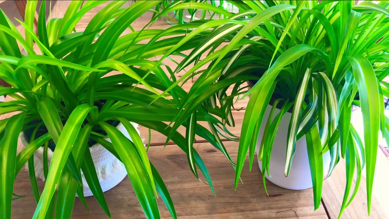 Por esta razón se le pone un listón rojo a las plantas durante el eclipse solar