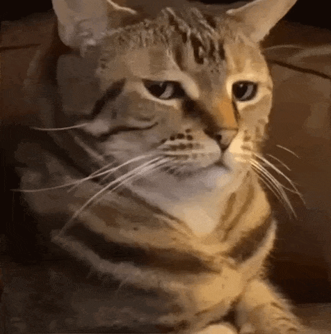 1686513848424838.gif