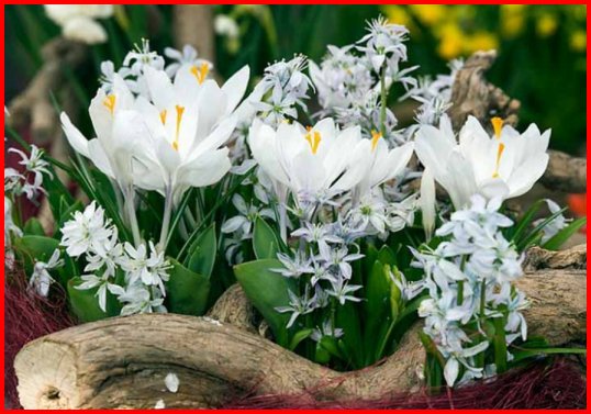 crocus.jpg