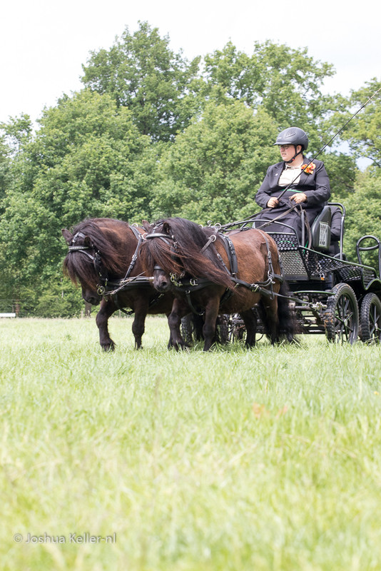 MG-9715vaardigheid-dressuur-nienoord-2022