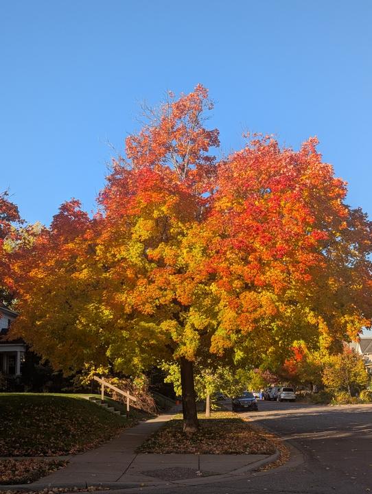 treeeee.jpg