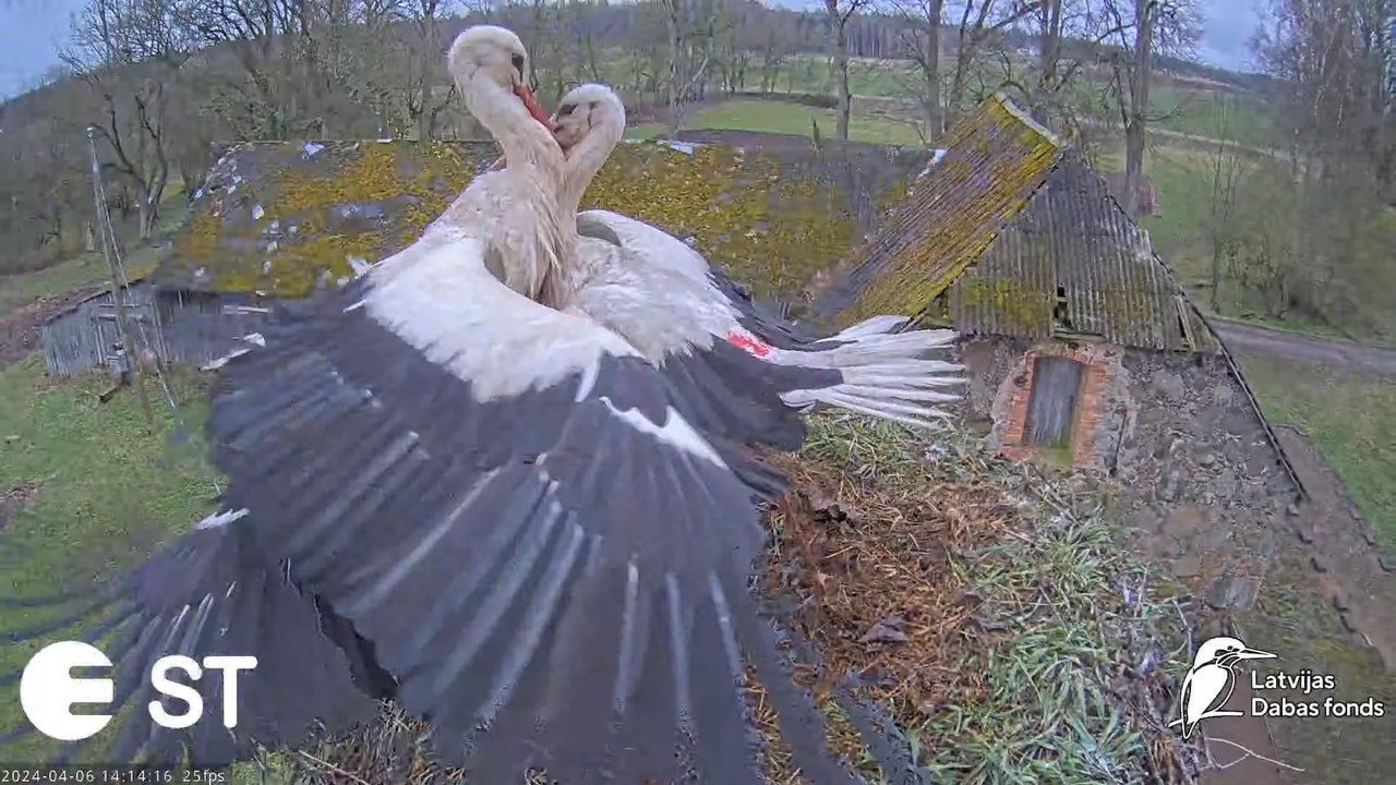 Baltie stārķi (Ciconia ciconia) Tukuma novadā - LDF tiešraide __ White storks in Tukums, Latvia 17-1