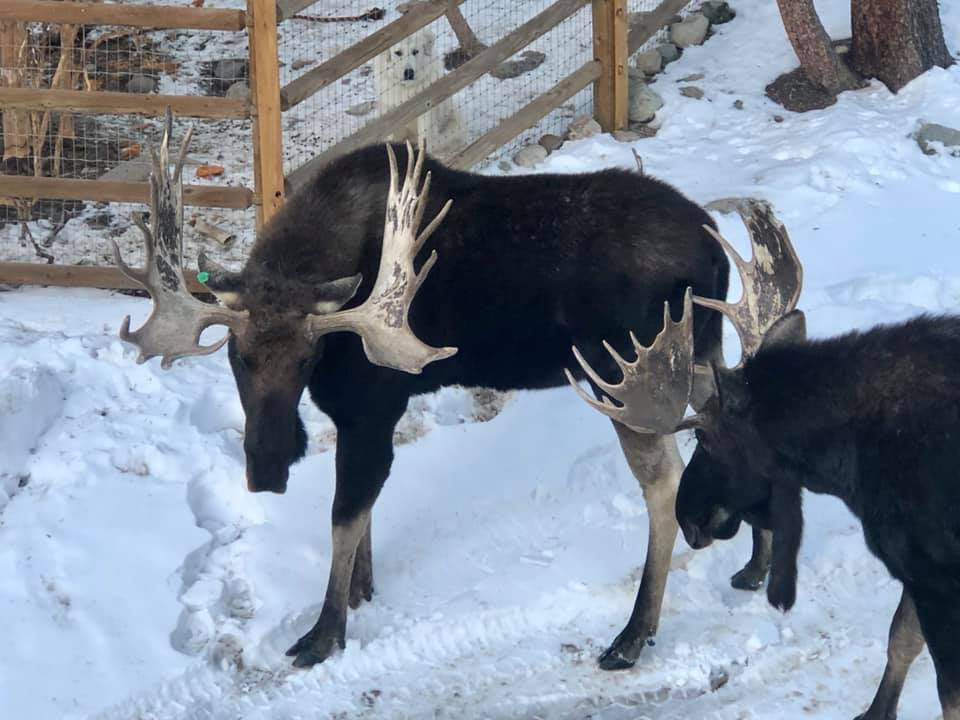 74460900-10220925684241336-7410950607365