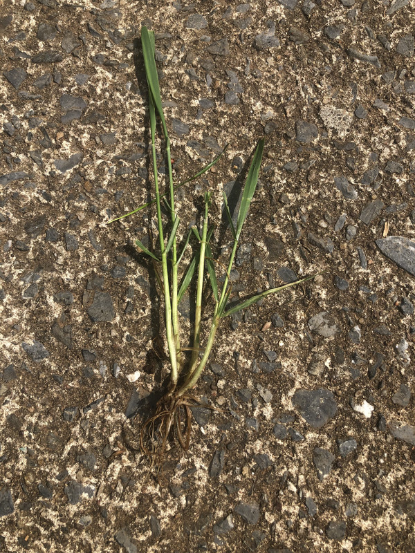 is this poa trivialis, nutsedge, or some other type of cool season