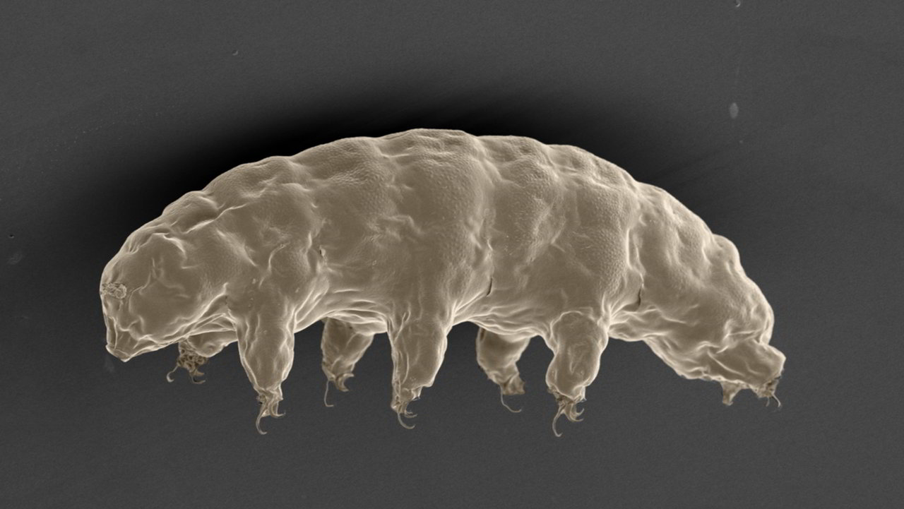 scienza scoperto segreto tardigradi sopravvivere decenni senza acqua