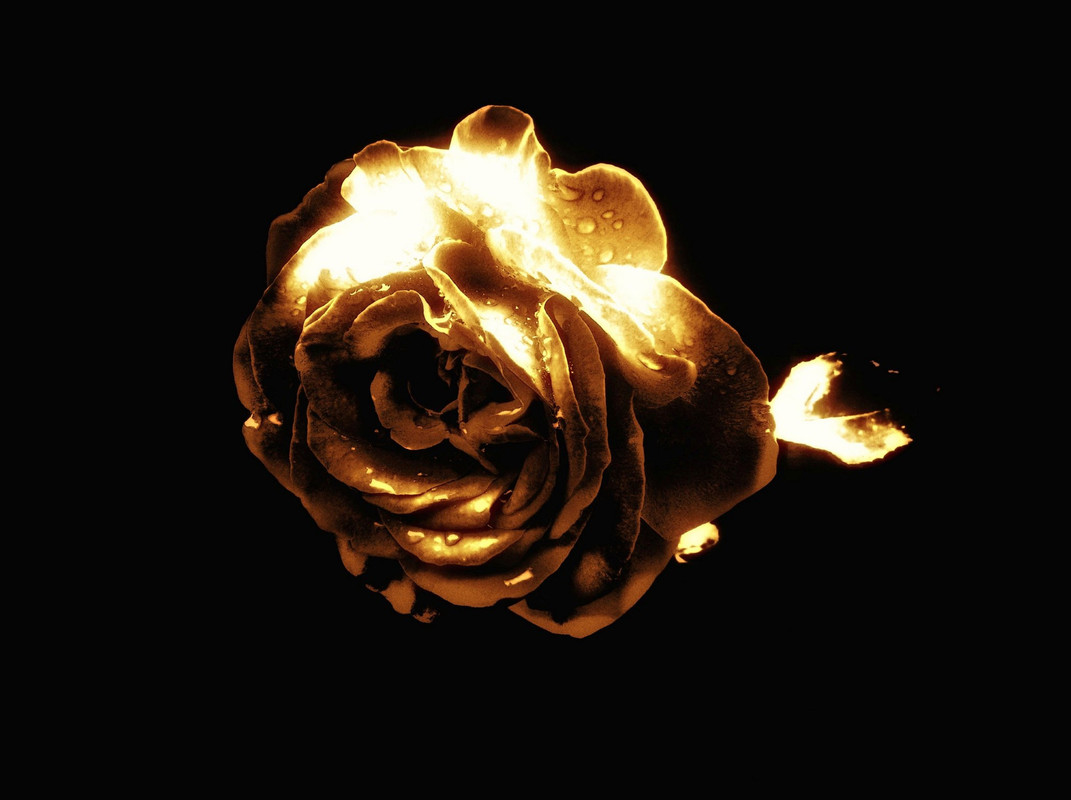 Goldmetalrose.jpg