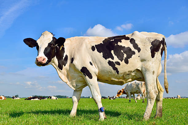 Dairy Cow BDF-004