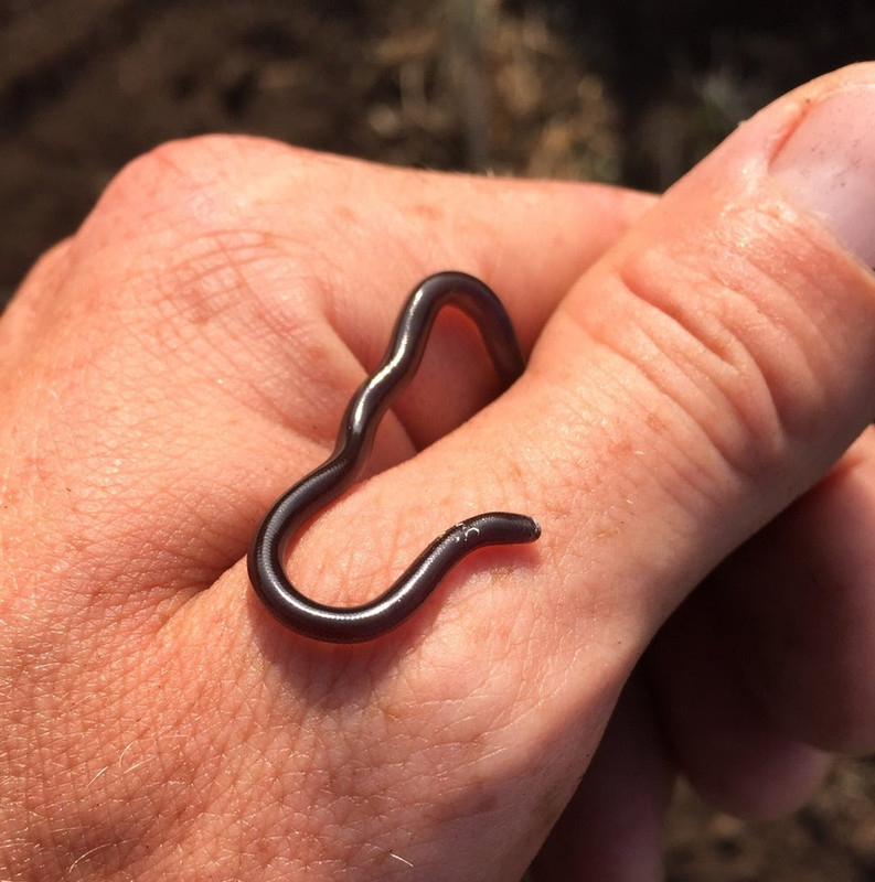 snakeY