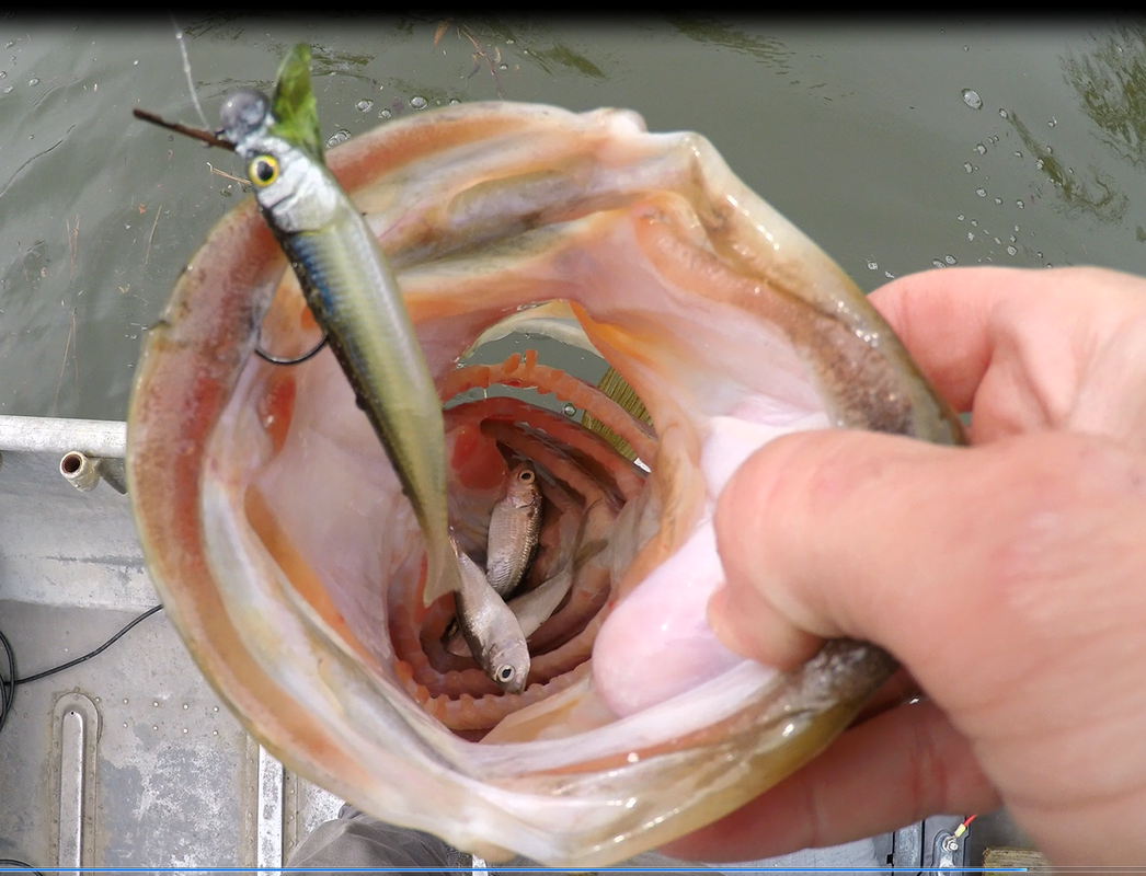 5-with-a-mouth-full-of-shad2.png