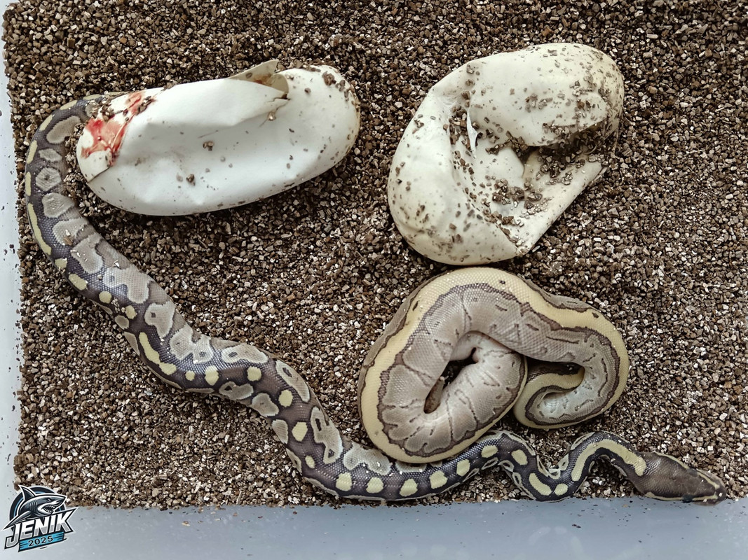 Ghgkq-bkHrSGuI_iAcwHTH83ckW1JS3gUljt77UurZQg6FTczFY9yMd8nEfbhiK2ynGjHVuW5FuOQM_35dJAHf8I