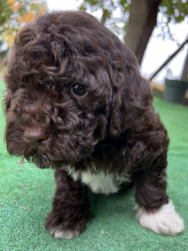 Lagotto Romagnolo female puppy for sale – Ideal Dale Europa – 48 days old – photo 3 – brown coat with white left paw and chest blaze
