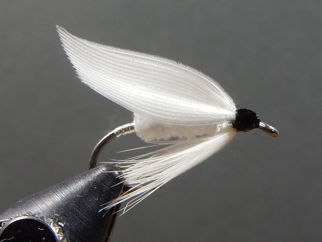 Moth-1080.jpg