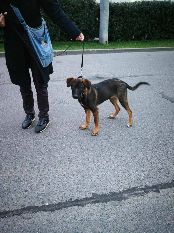 на передержке4