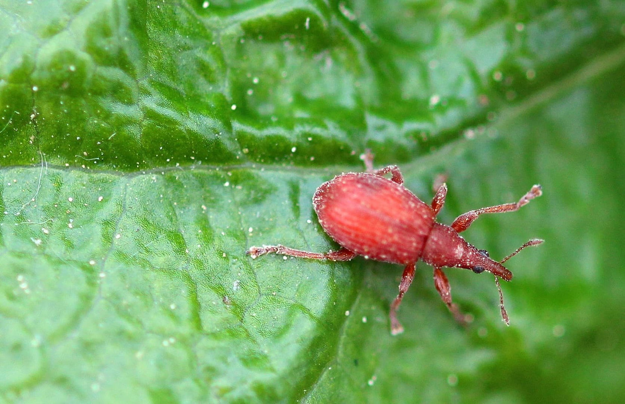 red-spider-mite.jpg