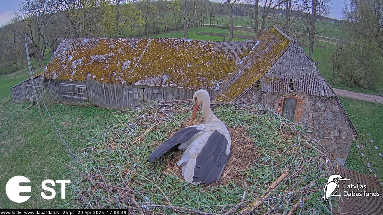 (44) Baltie stārķi (Ciconia ciconia) Tukuma novadā __ White storks in Tukums, Latvia - YouTube - 674
